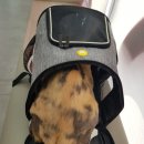 태능동물병원 이미지