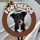 뽀더독(FORTHEDOG) 이미지
