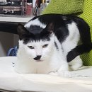 최우식동물병원 | 12살 노령묘 중성화 후기