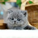 달루나캣츠 고양이전문 평택점 이미지