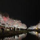 천안여자중학교 | 천안 벚꽃 명소 원성천 실시간 개화상황 주차꿀팁