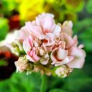 러블리몽 이미지