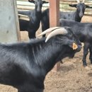 자연애흑염소팜 이미지