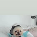 체리김밥 이미지