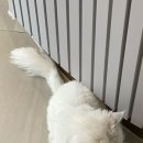 디아크동물병원 이미지