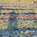 기영농장 이미지