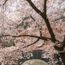 백운호수 주차장 | 백운호수 대형카페 명장시대 벚꽃뷰 후기(애견동반, 주차장)