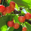 또박이농장 이미지