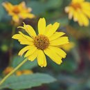 아이러브호주 이미지