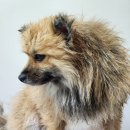 주식회사 페페 | 강아지 드라이기 펫드라이기 페페 앱스퍼 에어탱크 찐 사용 후기