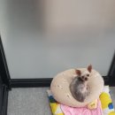 the 굿 dog 이미지