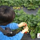 고남농장 이미지