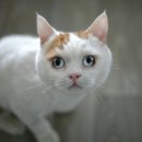 미소로동물병원 이미지