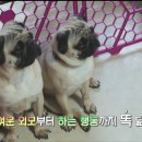 꿈꾸는개 이미지