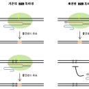 유전자 교정하는 &#39;RNA 유전자가위&#39;의 정확성 높여...서울대학교 김진수 교수팀 이미지