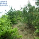 광시면 서초정보건진료소 | 예산군 광시면 서초정리 산117 토지(임야)경매