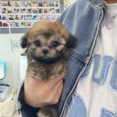 데일리독 | 의정부강아지 데일리독 의정부점 솔직후기