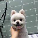 펫 달:리(Pet Dal:Li) 이미지