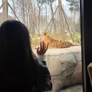 봄 | 에버랜드 튤립축제 (2) 사파리, 판다월드, 봄을 말아 봄 후기