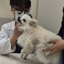 울산 강일웅동물메디컬센터 이미지