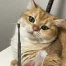 (주)크리캣소프트 | 집에서 홈스케일링 가능한 캣디피 고양이 치석제거기 리뷰