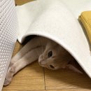 서진동물병원 이미지