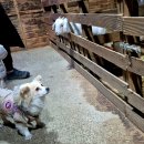 핑구펫 | [애개육아]겨울 강원도 여행❄️☃️::평창 휘닉스파크, 봉평메밀미가연, 브레스하우스, 순수양떼목장