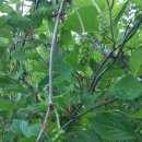 마이산 흑염소 농장 이미지