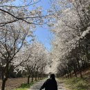 알프스농원 캠핑장 이미지