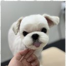 뽀그리독 이미지