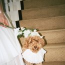 살랑 | 서울 필름 웨딩스냅 촬영 후기｜빈티지 감성 반려견 동반 촬영, 살랑필름 촬영기록