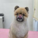 댕댕쌀롱 이미지