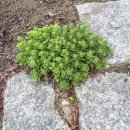 산중고을 | 봄비 속에 명당 고을 '용인'을 거닐다