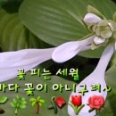 날마다꽃