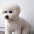 더사랑할개 이미지