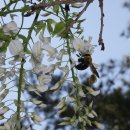 고도영 카카오 검색결과