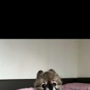 드봉펫살롱 이미지