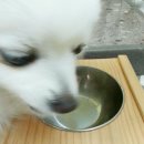 오도그 이미지