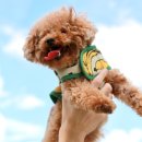 토이포토 이미지