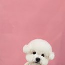 시루 반려견 미용 이미지