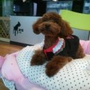 놀아줄개 이미지