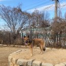 컨테이너 카페 | 카페 : 멍스컨테이너 일산점 후기 (일산 중대형견 애견카페 추천, 8kg 이상 애견카페, 서울 근교 애견카페)