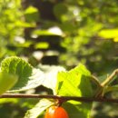 생명의근원Ⅱ 이미지