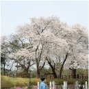 구도근린공원 | 대전 벚꽃 명소 판암근린공원 개화 현황