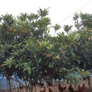 조흥농장 이미지