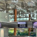 752 | 싱가포르 아시아나항공 OZ752 창이공항 3터미널 내돈내산 후기 (얼리체크인, 카운터, 기내식)