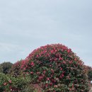 어반포레스트카페 이미지