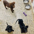 데려가개 이미지