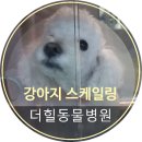 더힐동물병원 이미지