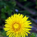 동산천 | [군위] 한밤마을, 돌담길 구비구비 부림 홍씨 세거지